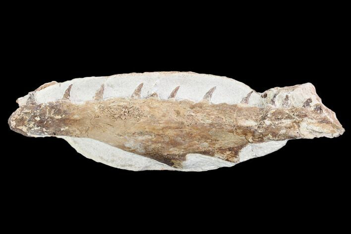 Fossil Mosasaur (Tethysaurus) Jaw Section - Goulmima, Morocco #107093